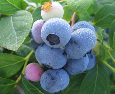 Лохина садова: опис, особливості вирощування і користь