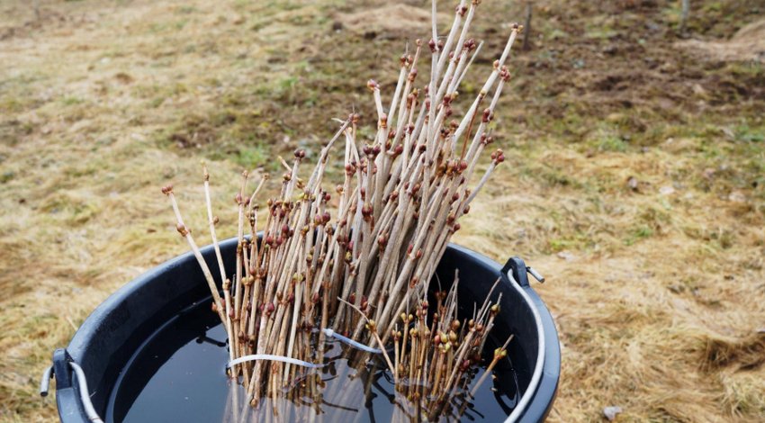 Посадковий матеріал