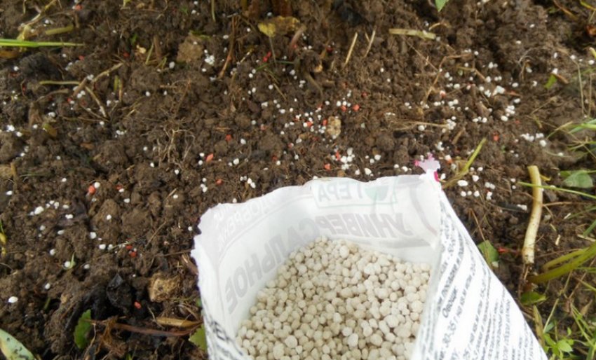 Підживлення калини