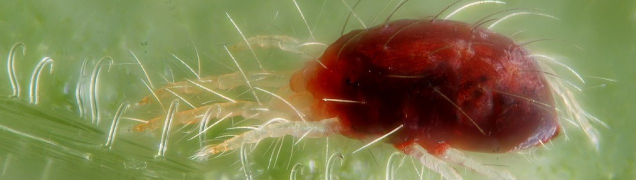 Українську сою масово заселяє павутинний кліщ