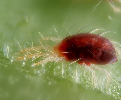 Українську сою масово заселяє павутинний кліщ