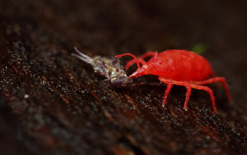 Українську сою масово заселяє павутинний кліщ Українську сою масово заселяє павутинний кліщ