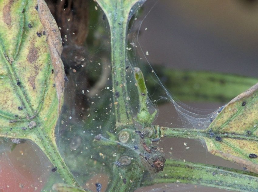 Українську сою масово заселяє павутинний кліщ Українську сою масово заселяє павутинний кліщ
