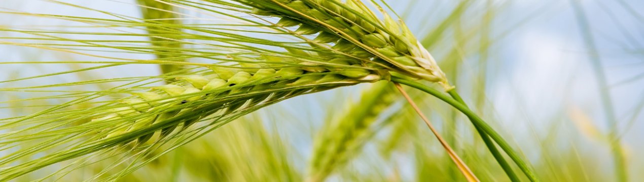 Негода «підставила» сільське господарство Амурської області на 500 мільйонів рублів