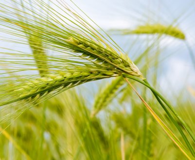 Негода «підставила» сільське господарство Амурської області на 500 мільйонів рублів