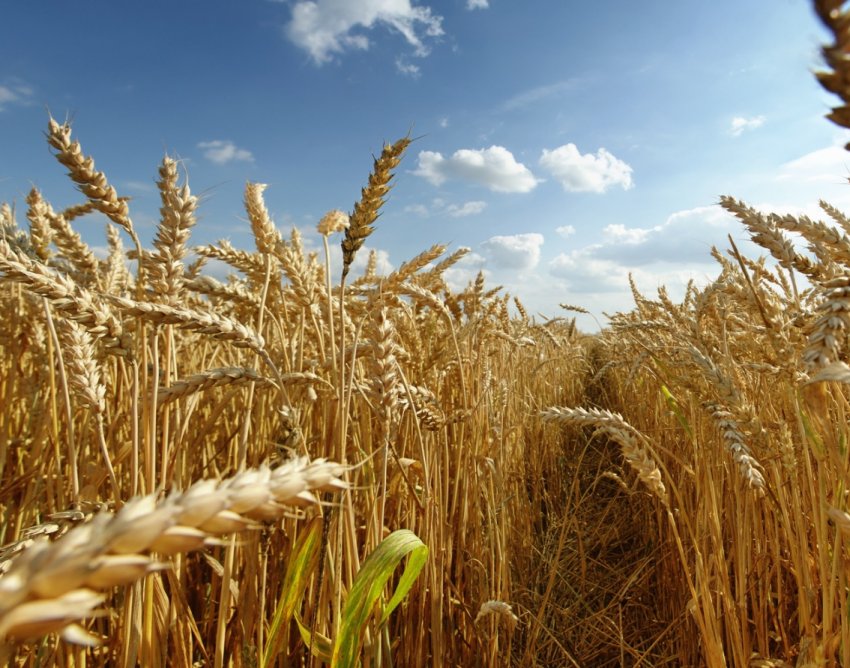 Негода «підставила» сільське господарство Амурської області на 500 мільйонів рублів Негода «підставила» сільське господарство Амурської області на 500 мільйонів рублів