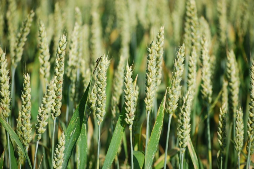 Негода «підставила» сільське господарство Амурської області на 500 мільйонів рублів Негода «підставила» сільське господарство Амурської області на 500 мільйонів рублів