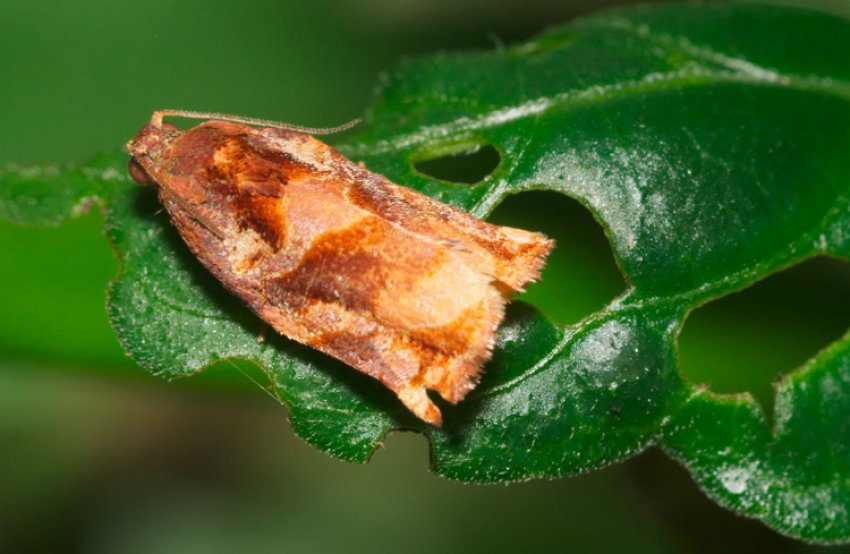 Попелиця листокрутка