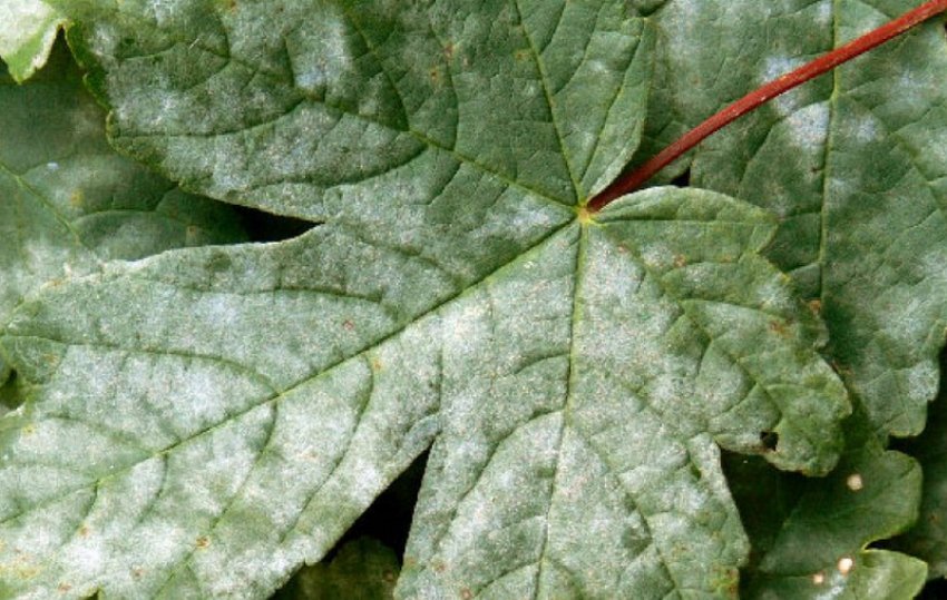 Борошниста роса