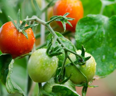 Як правильно підживити помідори йодом і борною кислотою