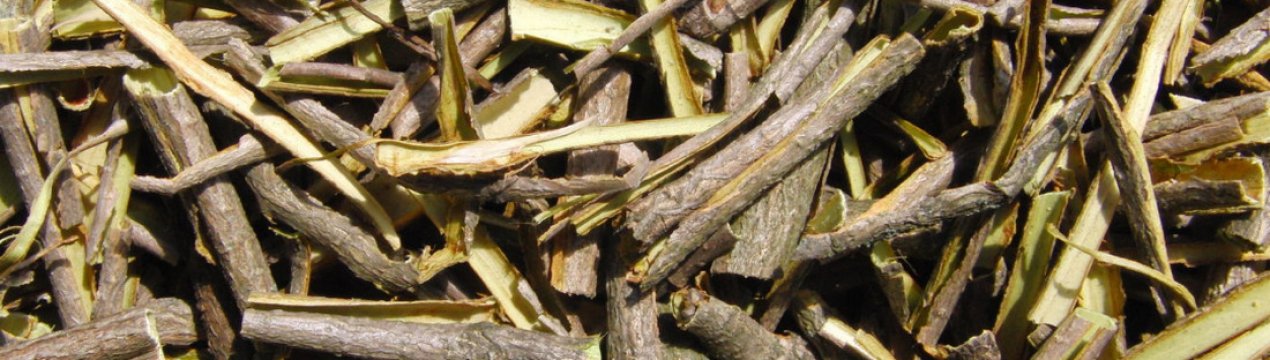 Калина при діабеті: застосування кори, користь і шкода