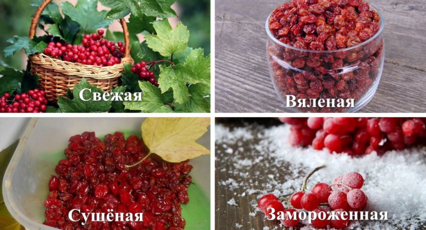 Калина червона: кора в народній медицині як ліки при захворюванні на ...