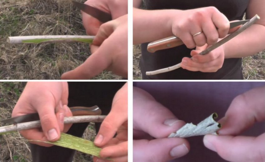 Заготівля кори калини