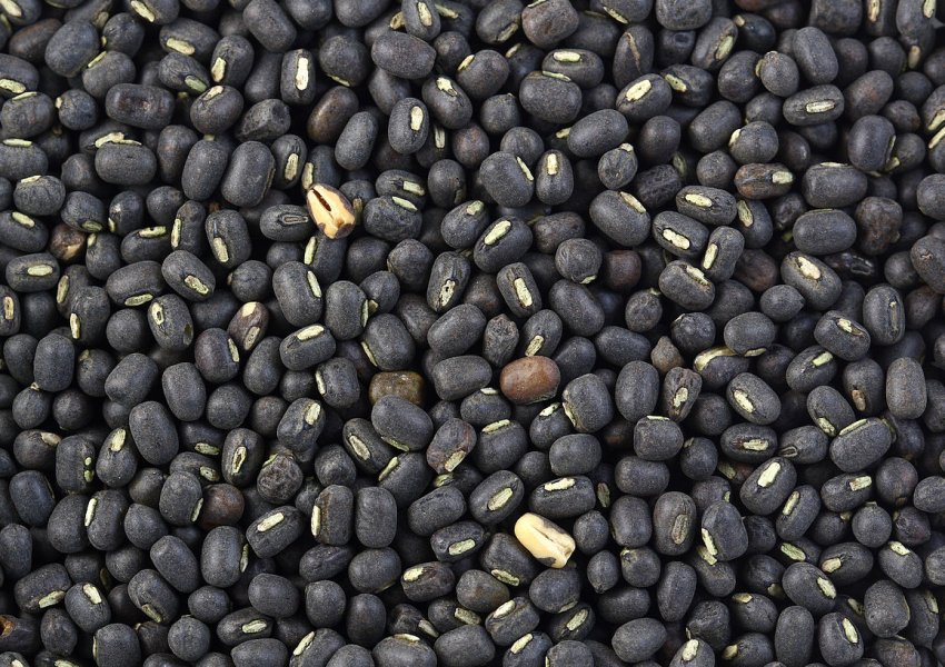 На кримських городах заколоситься загадковий гуар