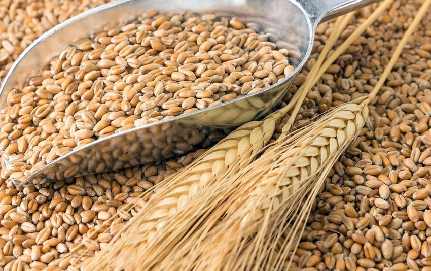 Збиральна кампанія Білорусі виконана майже на 40 відсотків Збиральна кампанія Білорусі виконана майже на 40 відсотків