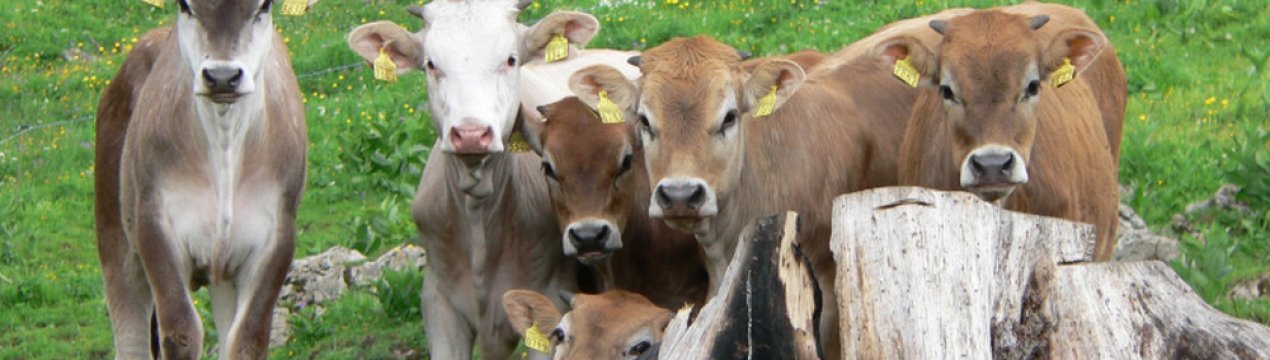 Диспепсія телят: симптоми та лікування