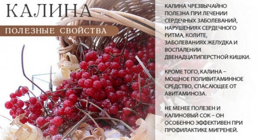 отвар калины как приготовить. 110341.pvemeo.850. отвар калины как приготовить фото. отвар калины как приготовить-110341.pvemeo.850. картинка отвар калины как приготовить. картинка 110341.pvemeo.850. Ягоды калины являются отличным лекарством, способным справляться с различными формами заболевания, укреплять иммунитет и противостоять внешним раздражителям, атакующим человеческий организм. В состав входят множество полезных витаминов, масел и минералов. Многостороннее применение ягод калины в лечебных целях связано с полезными свойствами, которыми она обладает. Те или иные витамины и минералы выполняют многостороннее действие на организм человека.