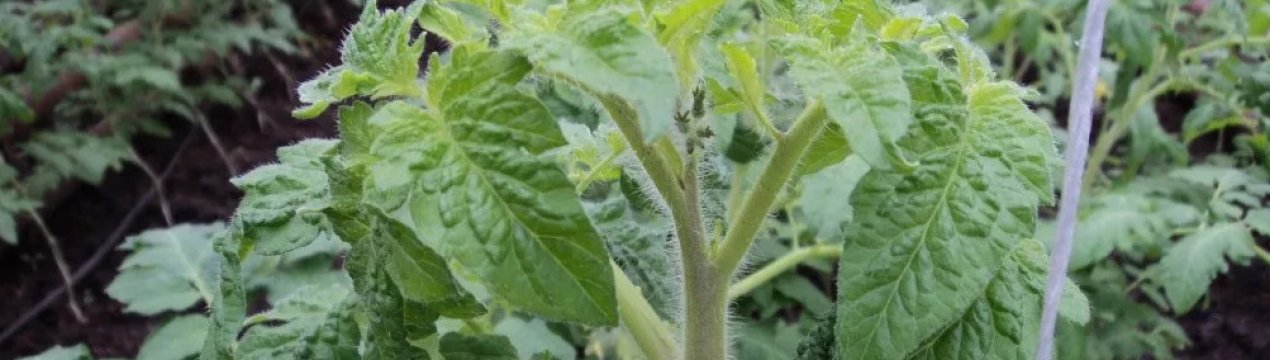 Помідори «Сусідська заздрість»: опис, агротехніка вирощування