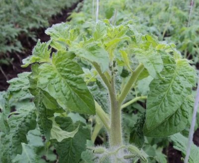 Помідори «Сусідська заздрість»: опис, агротехніка вирощування