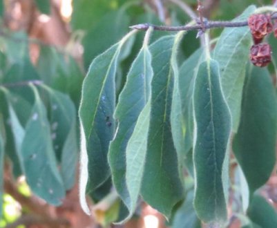 Чому в'яне і засихає жимолость