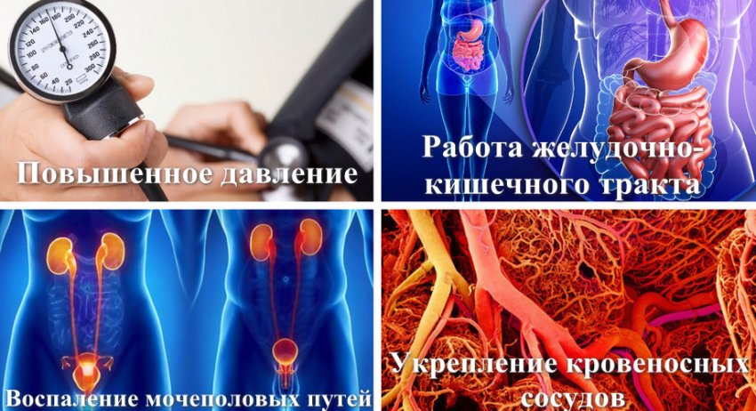 отвар калины как приготовить. 110359.pven20.850. отвар калины как приготовить фото. отвар калины как приготовить-110359.pven20.850. картинка отвар калины как приготовить. картинка 110359.pven20.850. Ягоды калины являются отличным лекарством, способным справляться с различными формами заболевания, укреплять иммунитет и противостоять внешним раздражителям, атакующим человеческий организм. В состав входят множество полезных витаминов, масел и минералов. Многостороннее применение ягод калины в лечебных целях связано с полезными свойствами, которыми она обладает. Те или иные витамины и минералы выполняют многостороннее действие на организм человека.