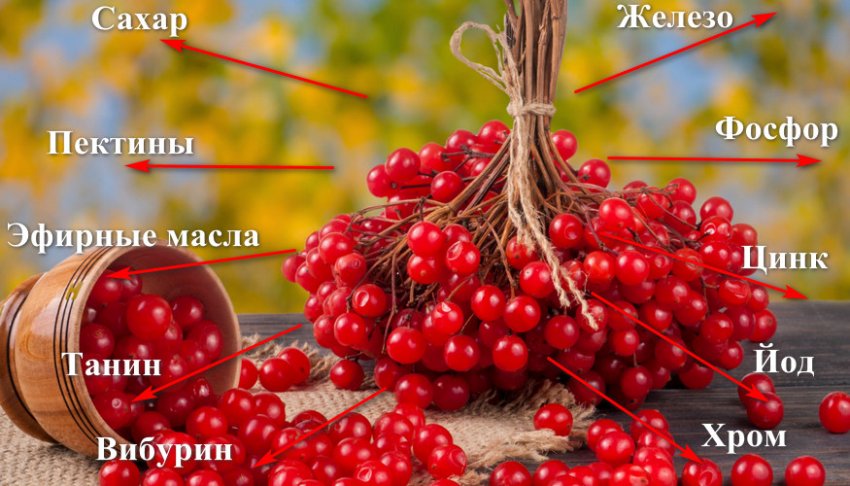 отвар калины как приготовить. 110367.pvenfc.850. отвар калины как приготовить фото. отвар калины как приготовить-110367.pvenfc.850. картинка отвар калины как приготовить. картинка 110367.pvenfc.850. Ягоды калины являются отличным лекарством, способным справляться с различными формами заболевания, укреплять иммунитет и противостоять внешним раздражителям, атакующим человеческий организм. В состав входят множество полезных витаминов, масел и минералов. Многостороннее применение ягод калины в лечебных целях связано с полезными свойствами, которыми она обладает. Те или иные витамины и минералы выполняют многостороннее действие на организм человека.