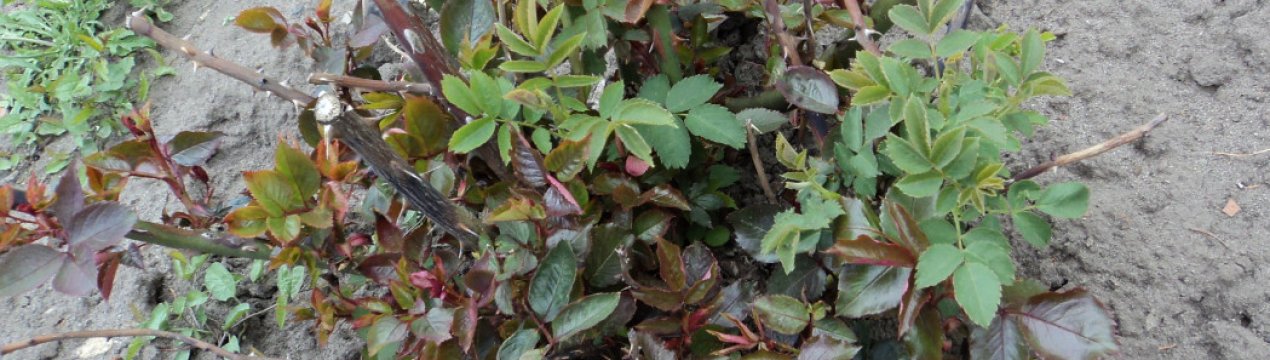 Усунення перетворення троянди в шипшина: що робити, чому троянда стає шипшиною