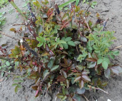 Усунення перетворення троянди в шипшина: що робити, чому троянда стає шипшиною