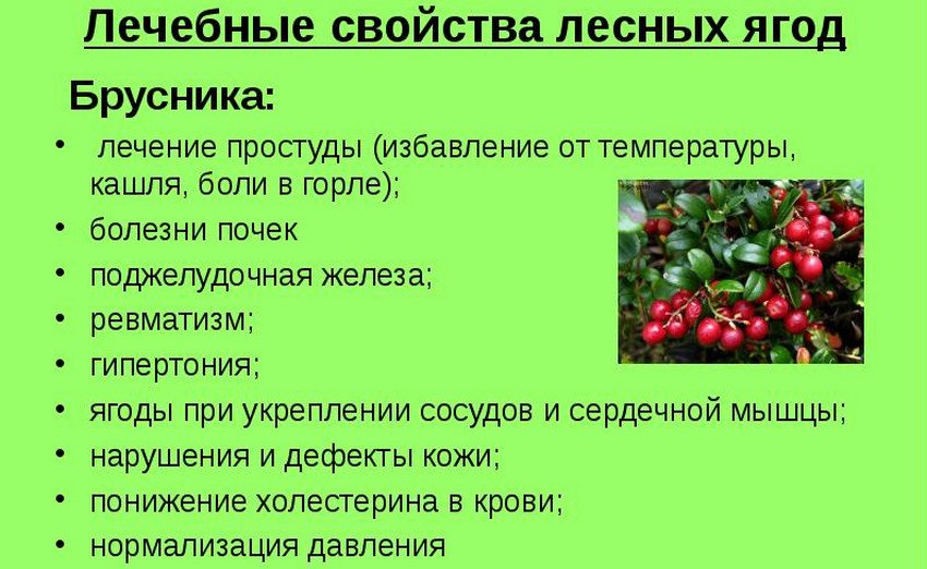 Польза брусники