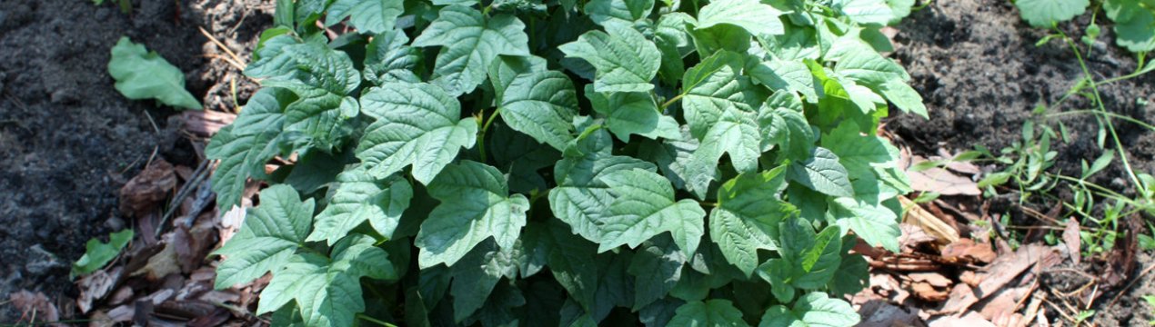 Калина Нанум: опис, агротехніка вирощування