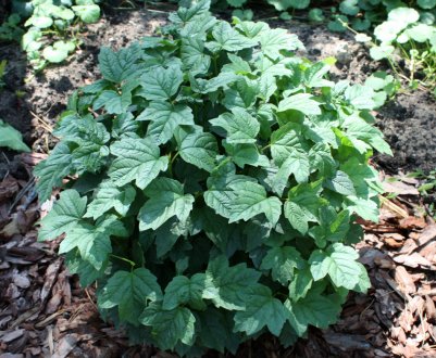 Калина Нанум: опис, агротехніка вирощування