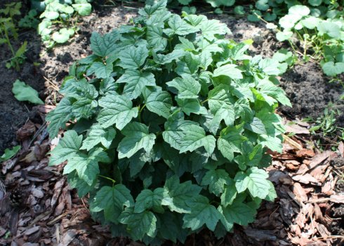 Калина Нанум: опис, агротехніка вирощування