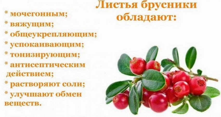 Брусника отвар лечебные свойства и противопоказания Брусника отвар лечебные свойства и противопоказания thumbnail