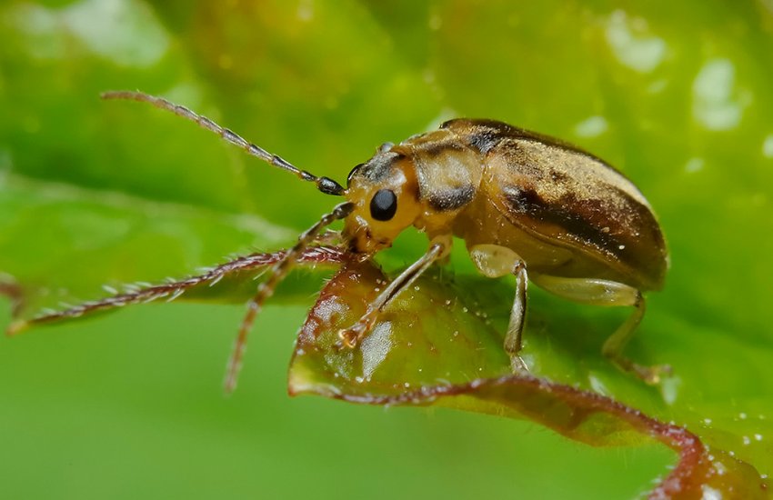 Листоїд калиновий