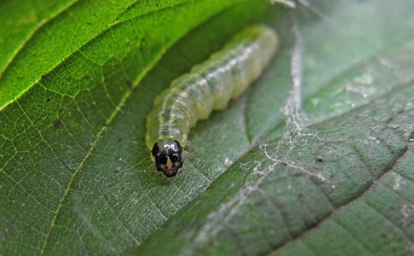 Калинная листовійка