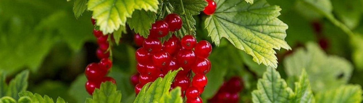 Обрезка старых кустов красной смородины. . Обрезка старых кустов красной смородины фото. Обрезка старых кустов красной смородины-. картинка Обрезка старых кустов красной смородины. картинка . Каждому растению, произрастающему на садовом участке, требуются внимание и забота, и тогда оно взаимно отвечает щедрым урожаем. Обрезка — обязательный элемент комплексного ухода за любыми плодовыми кустарниками, в том числе и смородиной. Если вы проводите эту агротехническую процедуру в оптимальные сроки и делаете это правильно и регулярно, результат не замедлит сказаться на качестве и количестве выращиваемых ягод.