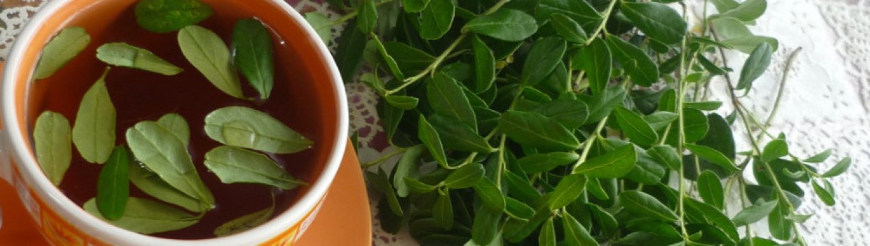 Користь настою з листя брусниці