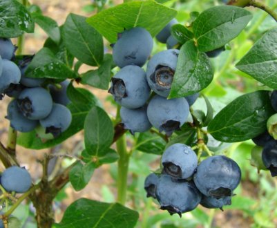 Різновиди сортів садової чорниці