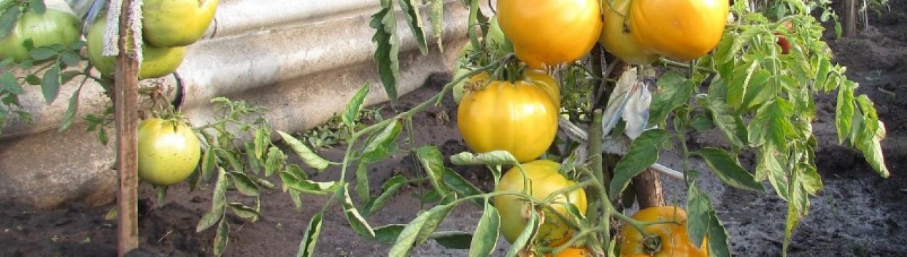 Томат «Хурма»: опис та характеристика сорти, вирощування і догляд