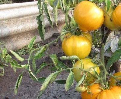 Томат «Хурма»: опис та характеристика сорти, вирощування і догляд