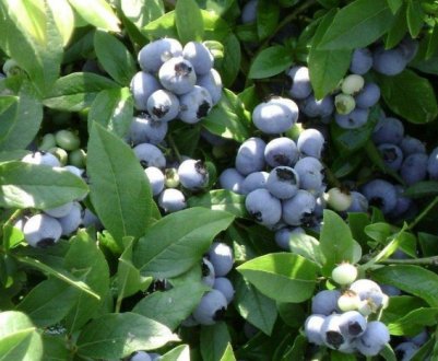 Підкислення грунту під лохиною електролітом