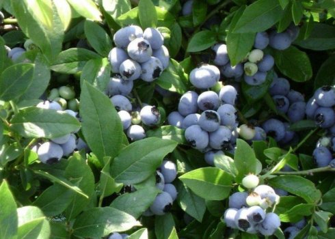 Підкислення грунту під лохиною електролітом