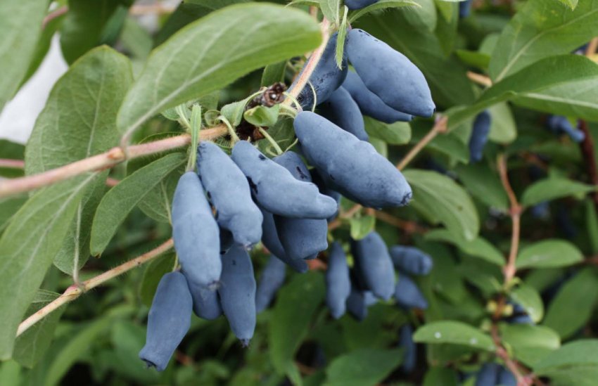 жимолость Їстівна жимолость Їстівна