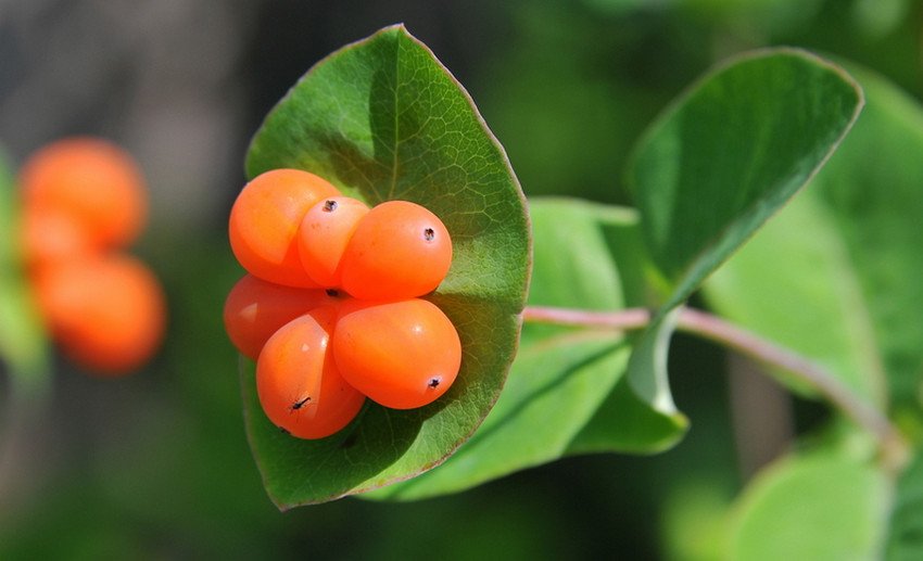 Декоративна жимолость Декоративна жимолость