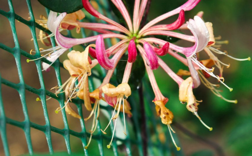 Кучерява жимолость Кучерява жимолость