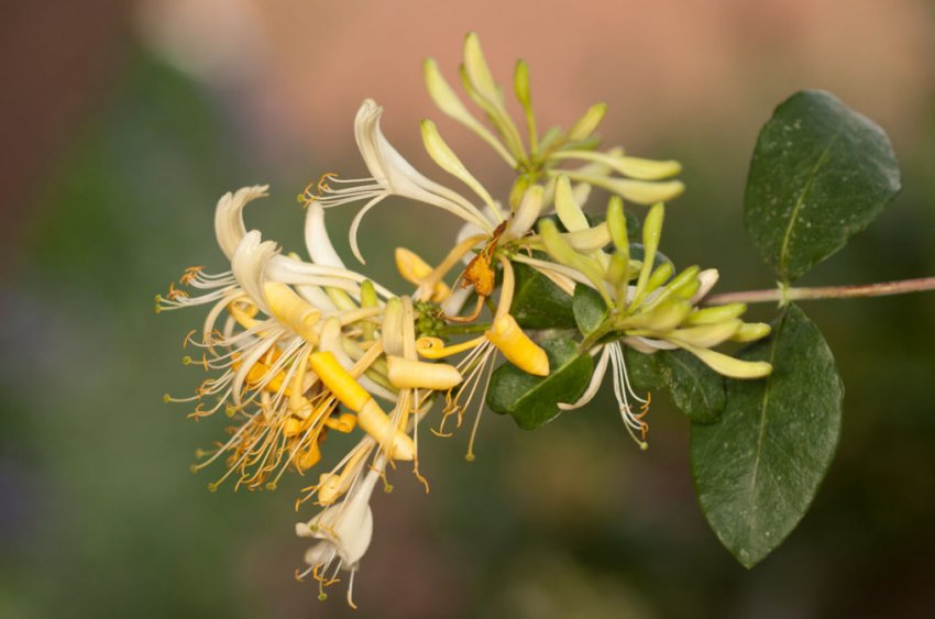 Жимолость Graham Thomas Жимолость Graham Thomas