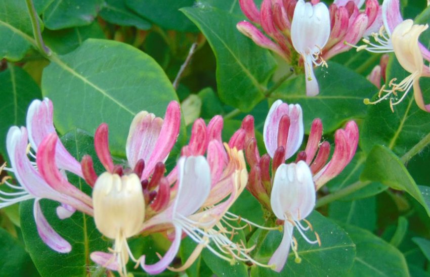 Жимолость Munster Жимолость Munster