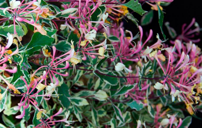 Жимолость Harlequin Жимолость Harlequin