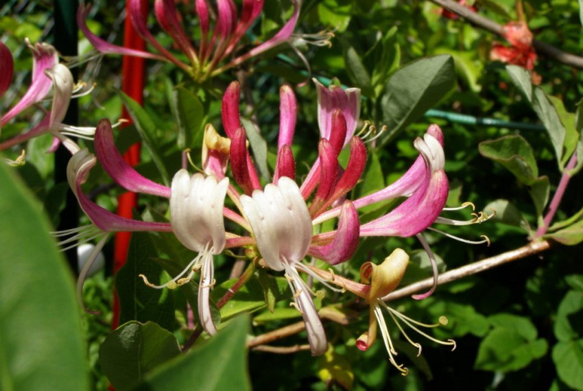 Жимолость Belgica Жимолость Belgica