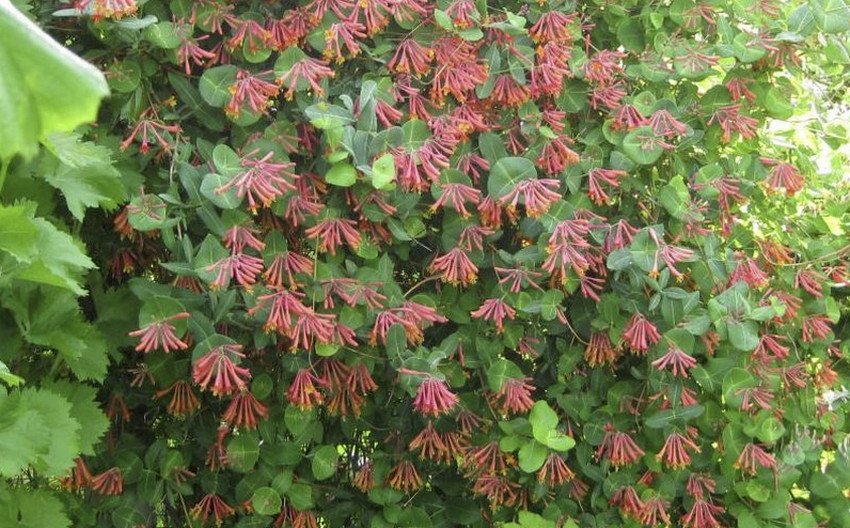 Каприфоль Брауна Каприфоль Брауна